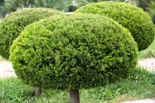 Kugelform mit Hochstamm: Die Thuja lässt sich in jede Form schneiden